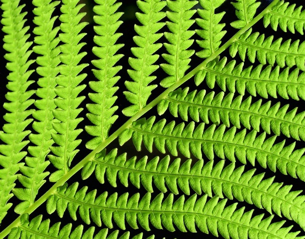 Green Leaves From Underneath - ID: 4100356 © Richard S. Young
