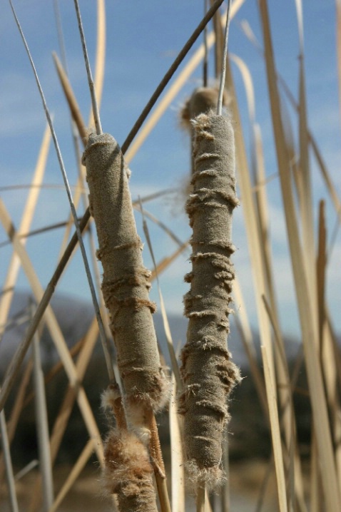 Rio Grande Cattails