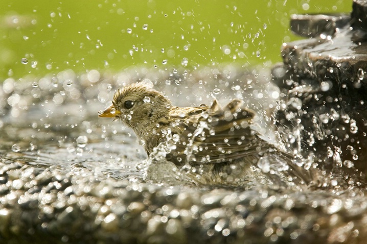 Bath Time for a Young Sparrow - ID: 4101038 © John Tubbs