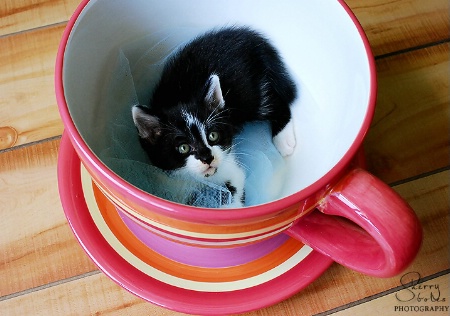 Cup of Cuteness