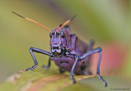 Purple Eating Machine