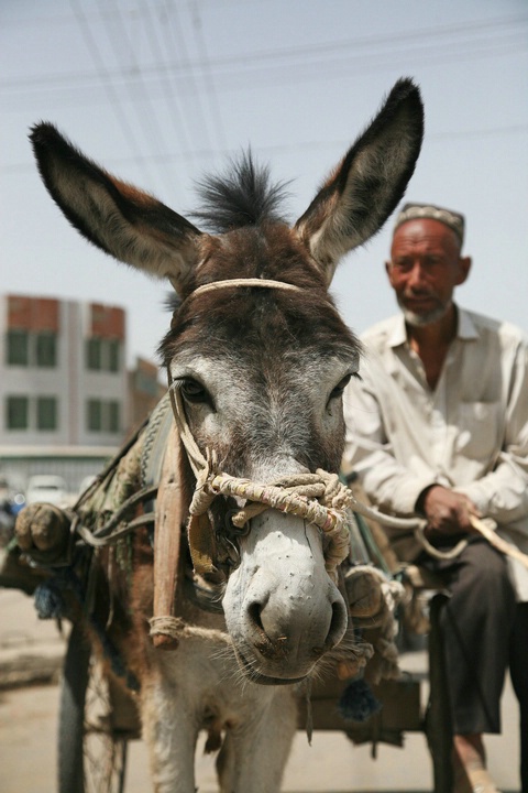 Donkey and its Master