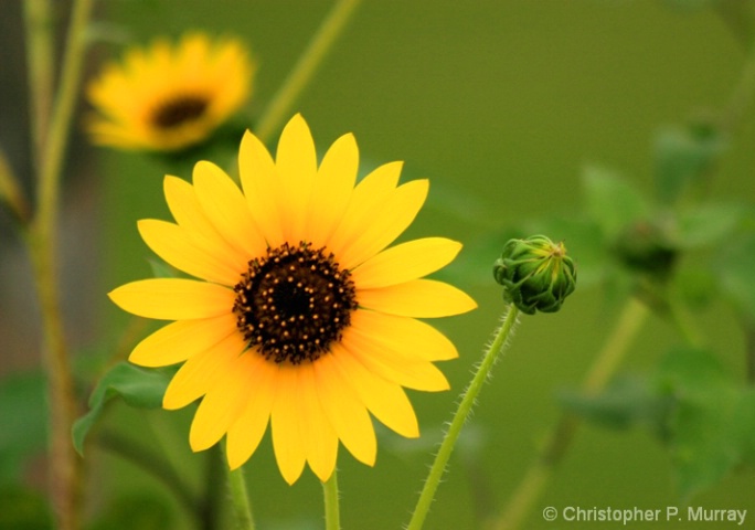 texas_sunflower
