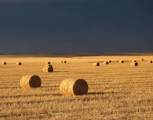Round Hay Bales in Eastern Washington