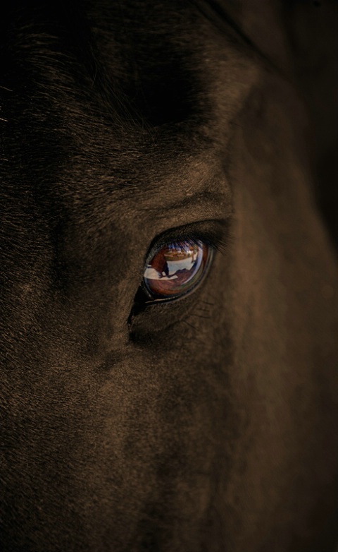 horse's eye 