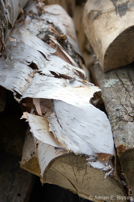 Birch Logs