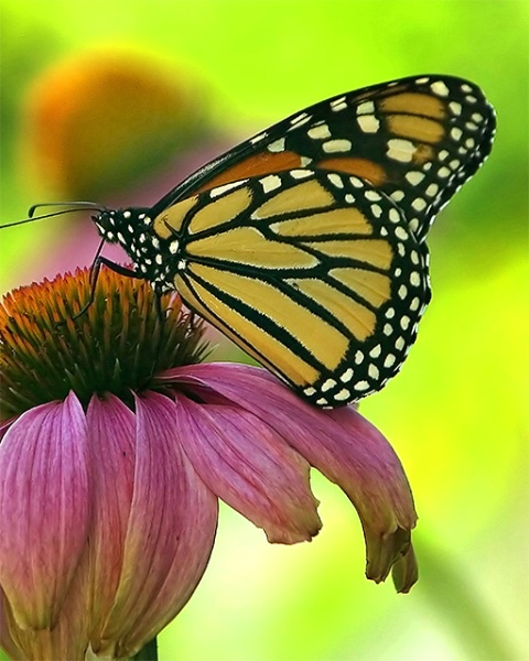 Monarch on Cone Flower