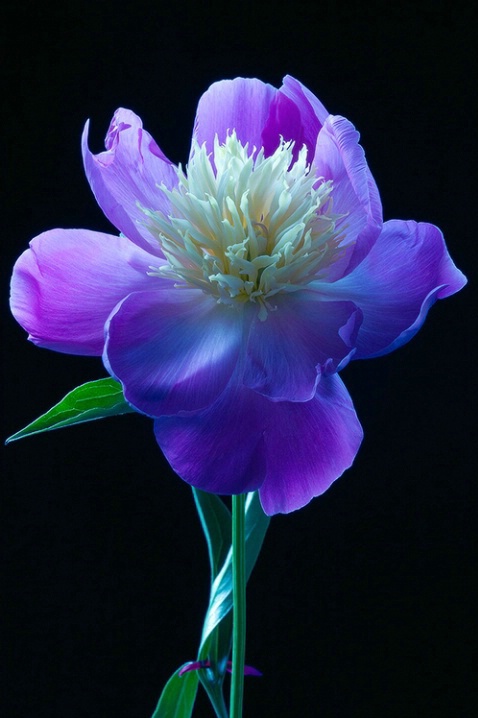 Peony, blue, purple, flower, macro