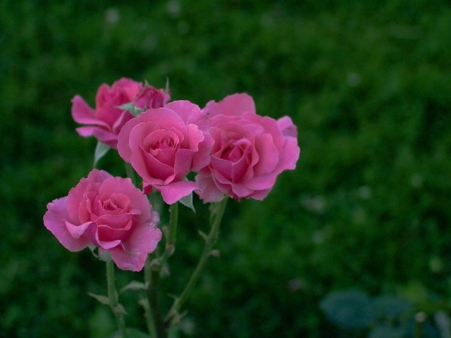 Rose Buket 