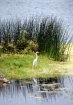 Egret  At  Lagoon