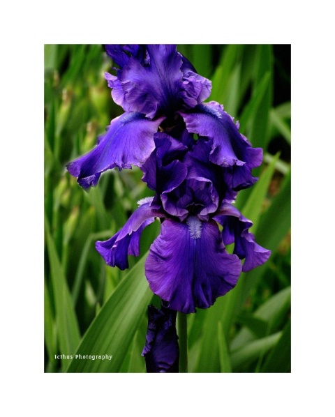 Purple Iris