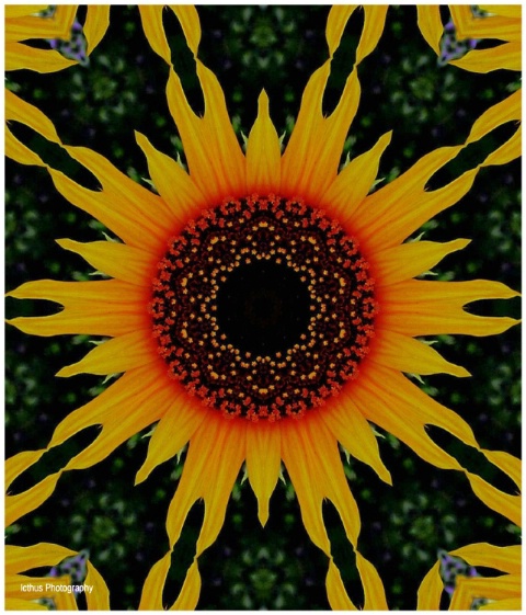 Sunflower  a Squaredancing