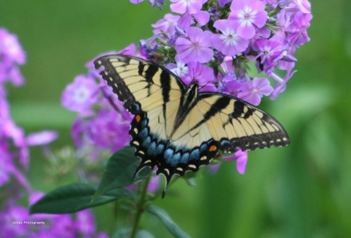 Butterfly in the morning