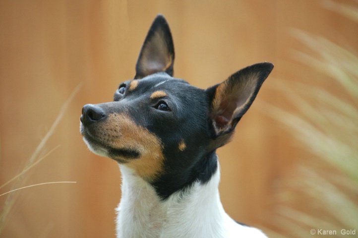 Toy Fox Terrier - ID: 4110269 © Karen E. Gold