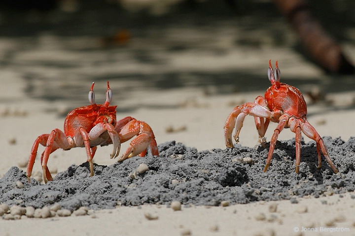 Ghost Crabs
