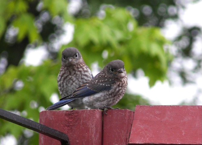 BLUEBIRD CHICKS