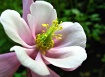 Blooming
