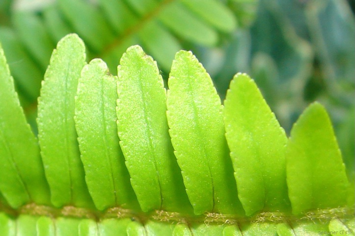 Fern 