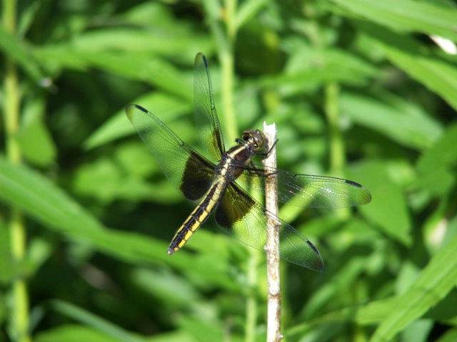 DRAGONFLY