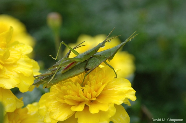 Ombubata (Japanese Grasshoppers)