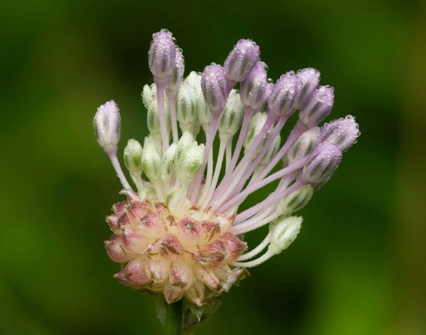 Wild Garlic