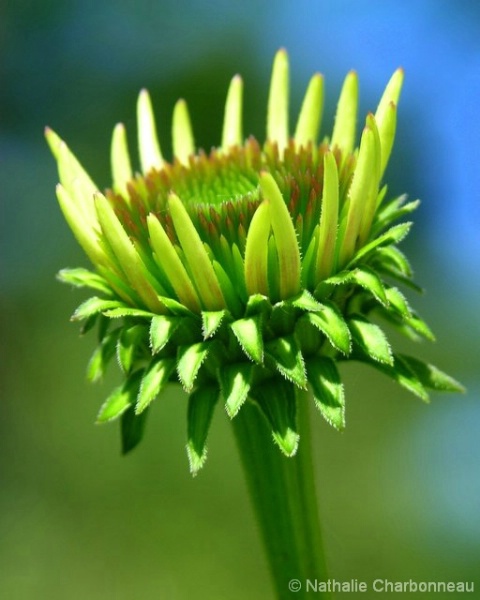 Rudbeckia 1