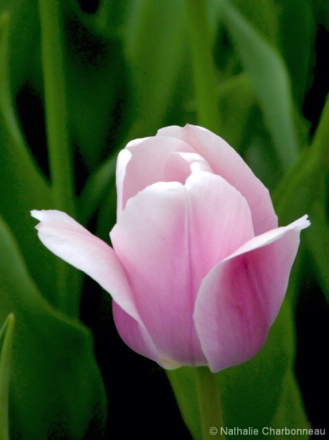 Tulip 1