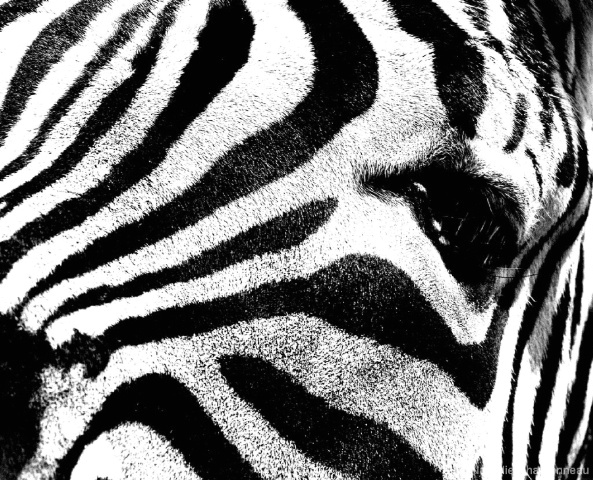 Zebra