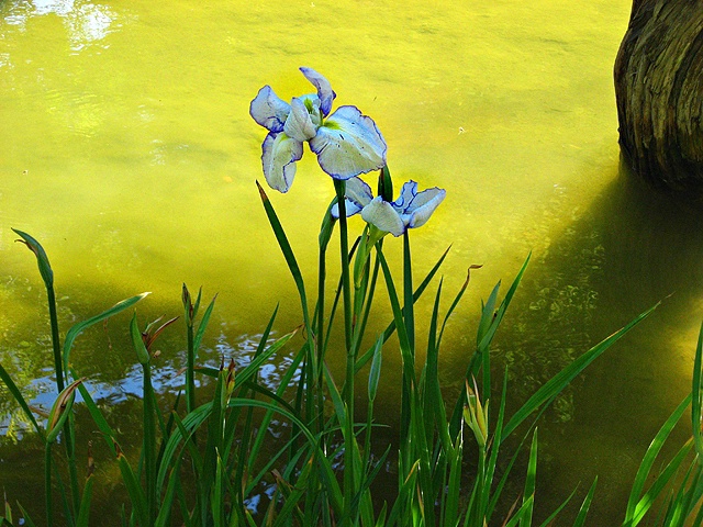 Irises in Ogata Style