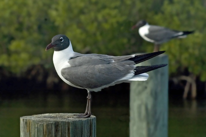 Black Headed Gulls
