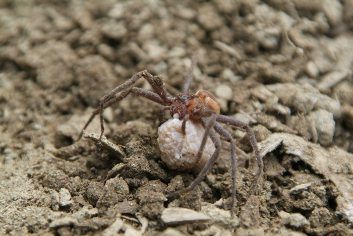Spider Mom