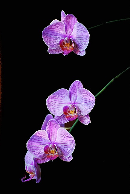 Floating Orchids