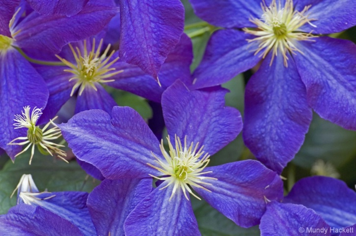 Clematis