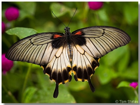 Swallowtail