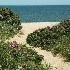 © Beth E. Higgins PhotoID# 4127192: Beach Roses  MP 229