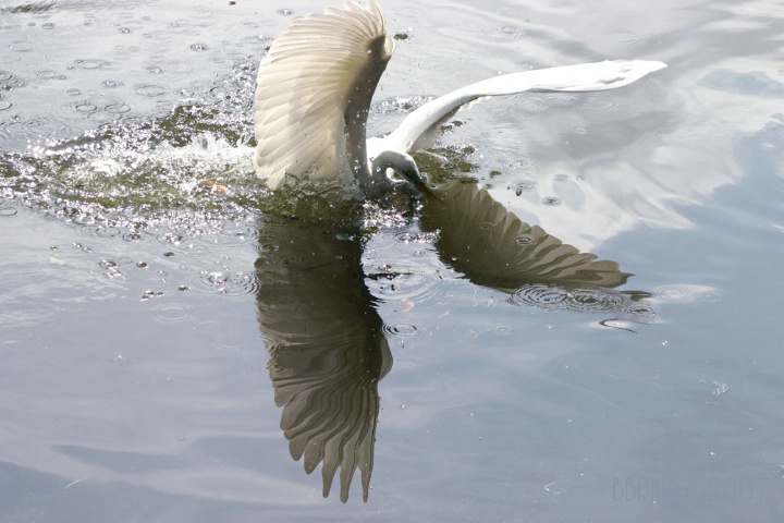 Lady of the Lake