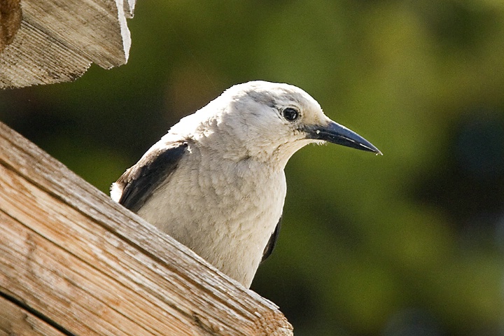 Clark's Nutcracker on Mount Rainier - ID: 4128692 © John Tubbs