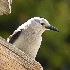 2Clark's Nutcracker on Mount Rainier - ID: 4128692 © John Tubbs