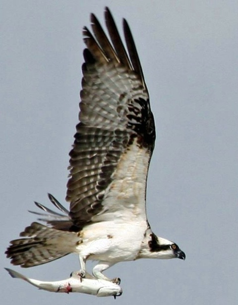 Osprey4