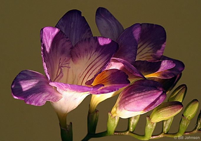 Freesia