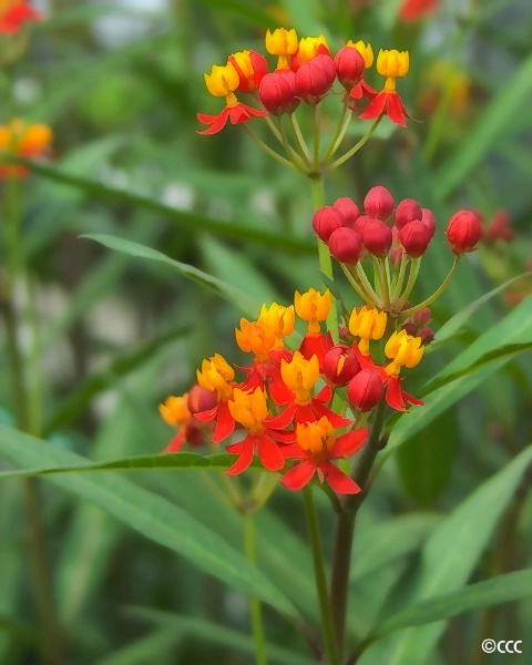 Butterfly Weed - ID: 4137110 © Candice C. Calhoun