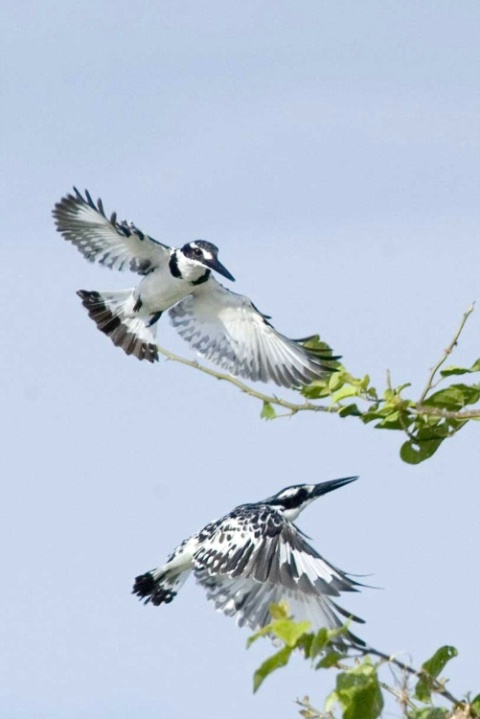 Pied Kingfishers - ID: 4138443 © Ann E. Swinford