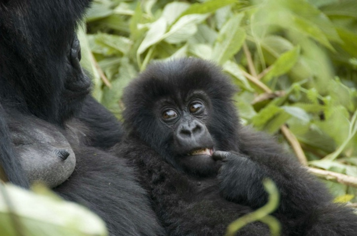 Mom and Baby - ID: 4138448 © Ann E. Swinford