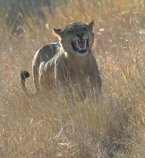 Mad lion - ID: 4138454 © Ann E. Swinford