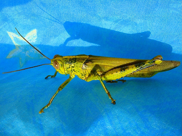 Grasshopper on Blue