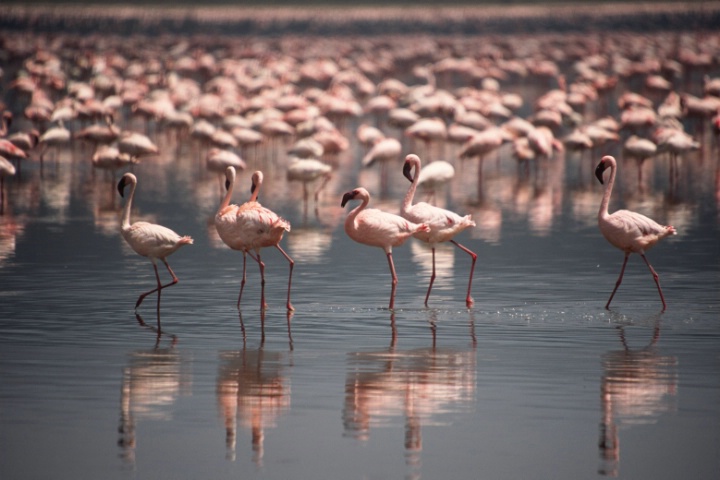Flamingos of Nakuru