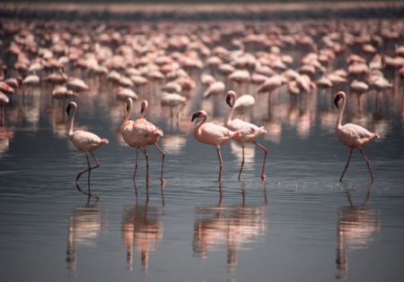 Flamingos of Nakuru