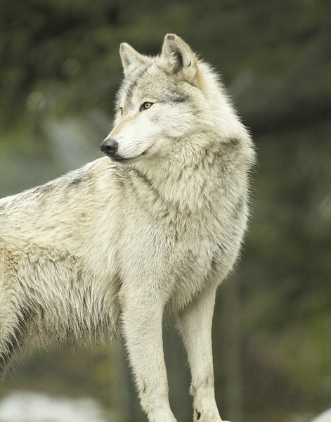 Good Wolf image