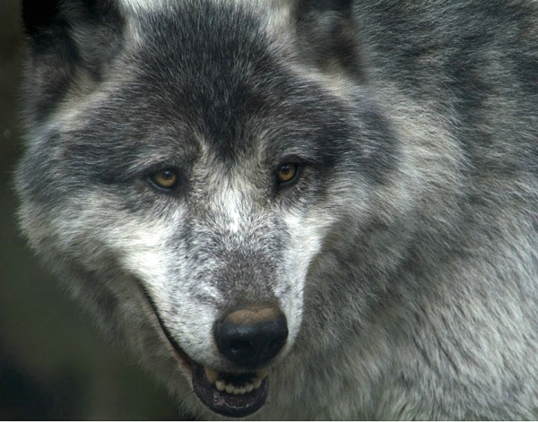 Better Wolf Image