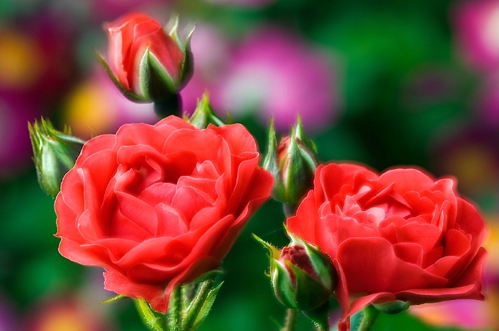 Rose Beauties